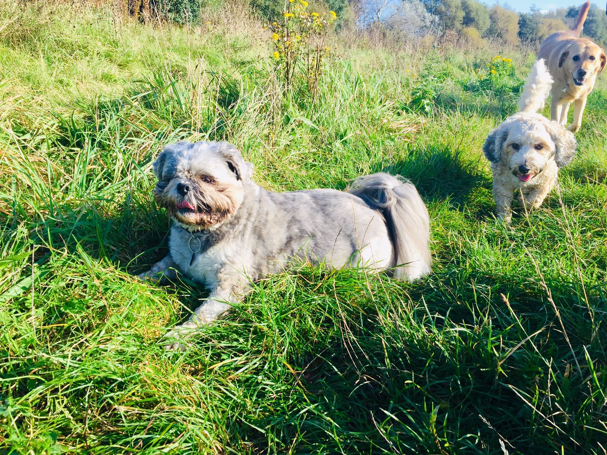 Some of Thursday’s antics 😊 <a href="/dogcelebration/">CelebrationOfDogs</a> @WayTooViral @dogownersuk <a href="/GoodVetPetGuide/">TᕼE GOOᗪ ᐯET & ᑭET GᑌIᗪE 🐾 Pet Directory</a> <a href="/dogandpuplovers/">We love dogs. 🐕🐶😍</a> #labrador #shitzhu  #cockapoo #lhapom 
#blackpooldogwalker #lovedogs #fun #walks #dogsoftwitter #cutedogs