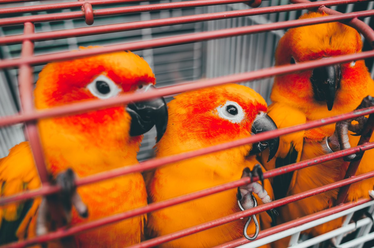 #ParrotOfTheDay Orange Parrot for Happy Friday! #TGIF #ShiftCamOrange #ShiftCamColor #ShiftCamTele #HappyFriday #OrangeParrot #Tweet #OrangeForever #ShotOnShiftCam #ShotOniPhone #ShiftCam #ShiftLens #ShiftCam2
