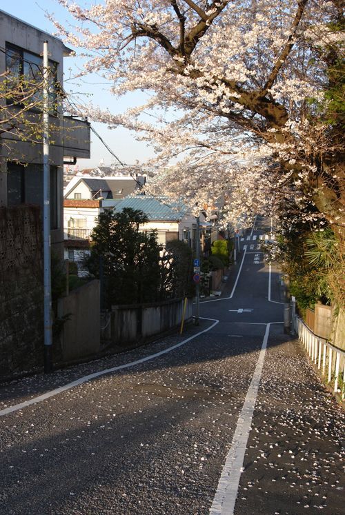 AestheticsJapan's tweet photo. Spring Vibe https://t.co/CsPnrfoxJF