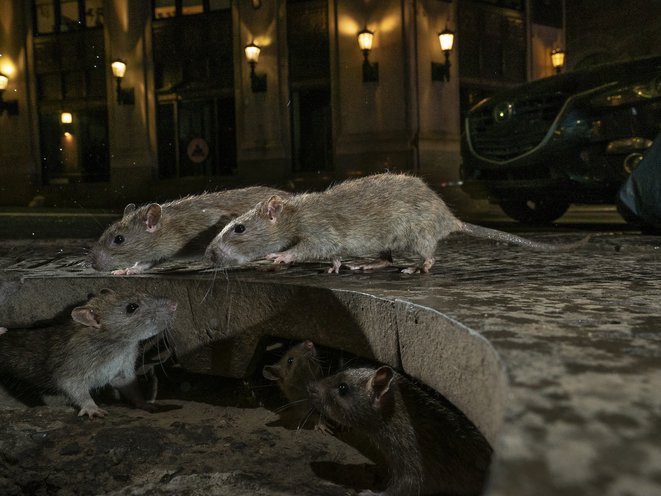 Spectacular Street-Level Photo Of NYC Rats Wins Urban Wildlife Photography Award gothamist.com/arts-entertain…