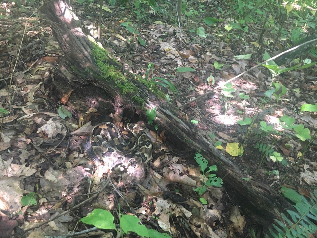 TimberTweets's tweet image. As promised, this tweet is a tribute to #Suzan! We captured her 797 days ago on August 11th 2017. Not only did she contribute two full seasons of movement data, but also six healthy babies. The future is their’s now! #SciComm @NUNI49