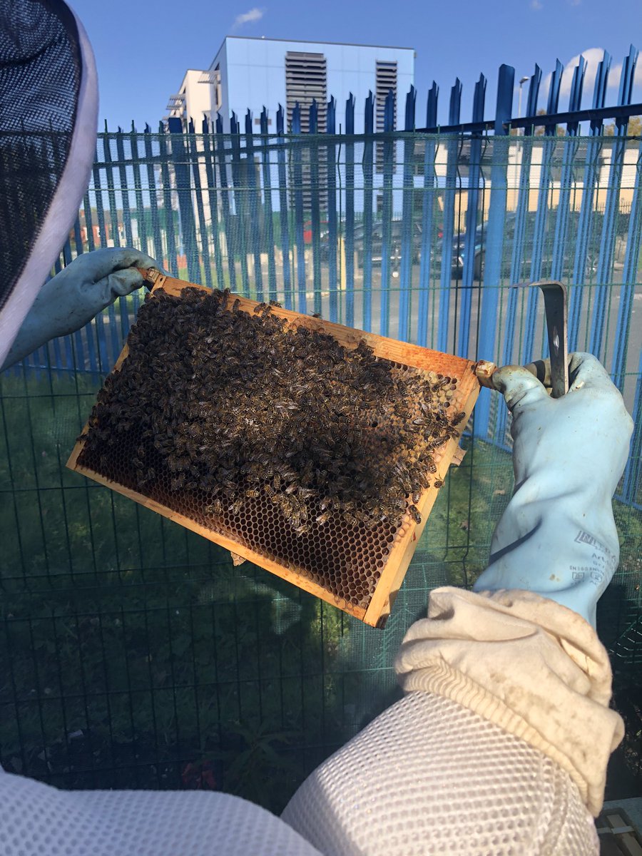 OCS_SU's tweet photo. @OldhamCollege students having fun with the 🐝 project #bees https://t.co/hsNBEVstlj