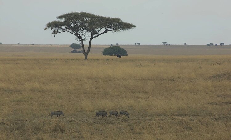 A group of warthogs march across the Serengeti.

A lone ostrich watches the parade from a distance. His eyes are five times larger than mine. 

The warthogs are just the opposite. They navigate with their noses. mark-ziese.squarespace.com/potd-1/2019/10…