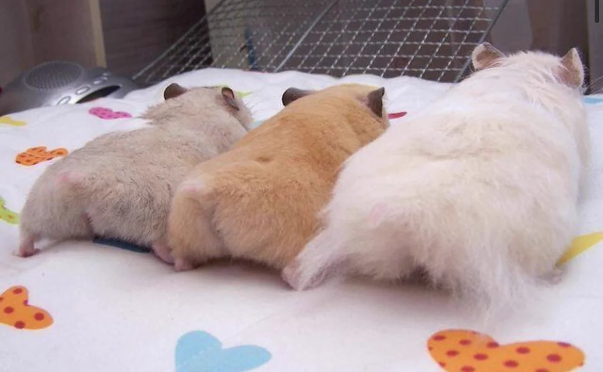ハムスターのお尻が衝撃的に可愛すぎて、どうしましょう！
