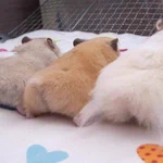 ハムスターのお尻が衝撃的に可愛すぎて、どうしましょう!