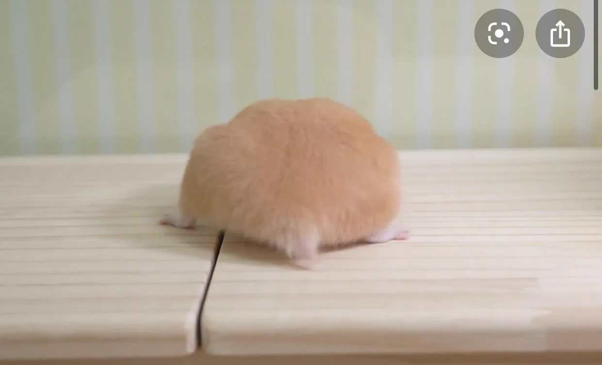 ハムスターのお尻が衝撃的に可愛すぎて、どうしましょう！