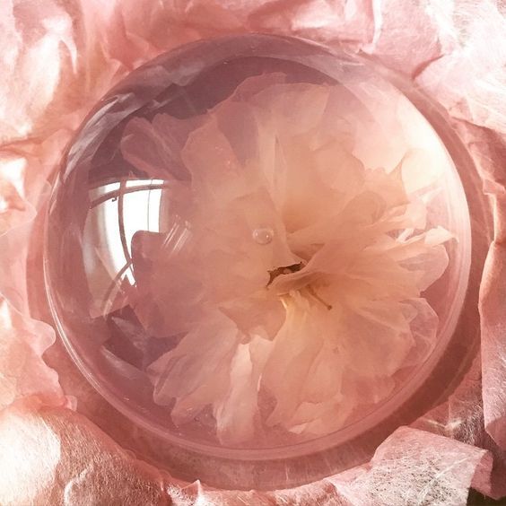 AestheticsJapan's tweet photo. Sakura Jelly https://t.co/Ox0Uhima7U
