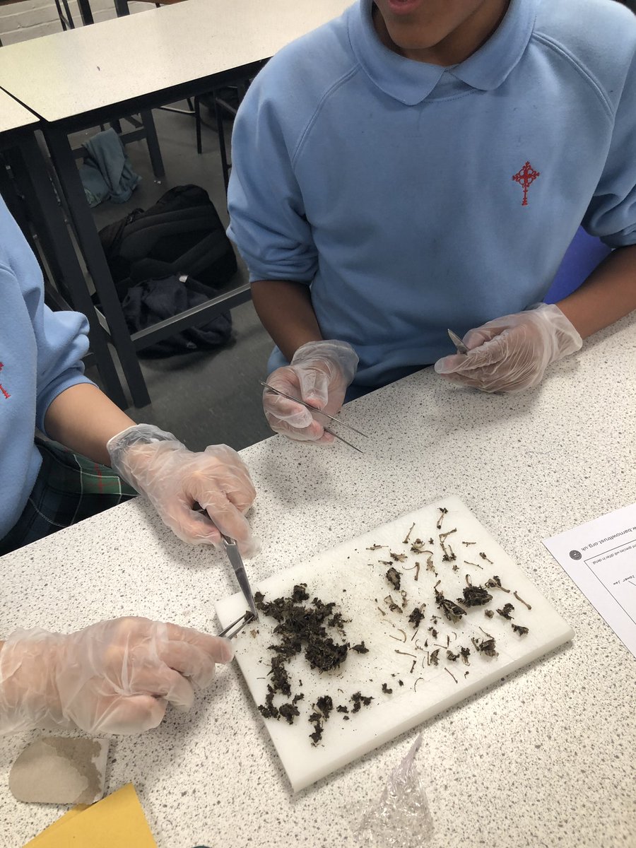 CncsScience's tweet photo. Our year 9 dissection club had fun dissecting owl pellets and identifying the bones of rodents this Wednesday #dissection #forensics #inquisitivelearners https://t.co/9o87WNQuzt