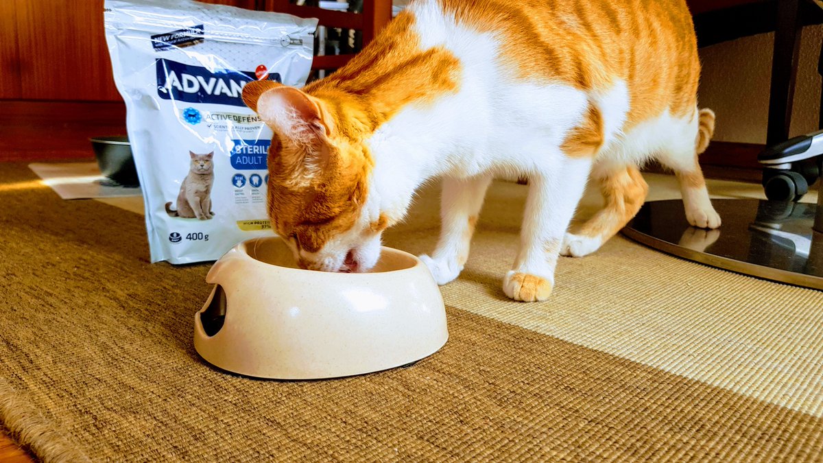 Link disfrutando de su nueva comida #AdvanceSterilized