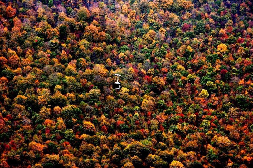 KaloManoukian's tweet photo. +10 millions d’arbres vont être plantés en #Arménie. 🌳 🌲 🍂 

Cela symbolisera l’unité des +10millions d’#arméniens dans le monde 🇦🇲 https://t.co/q0wViwovEn