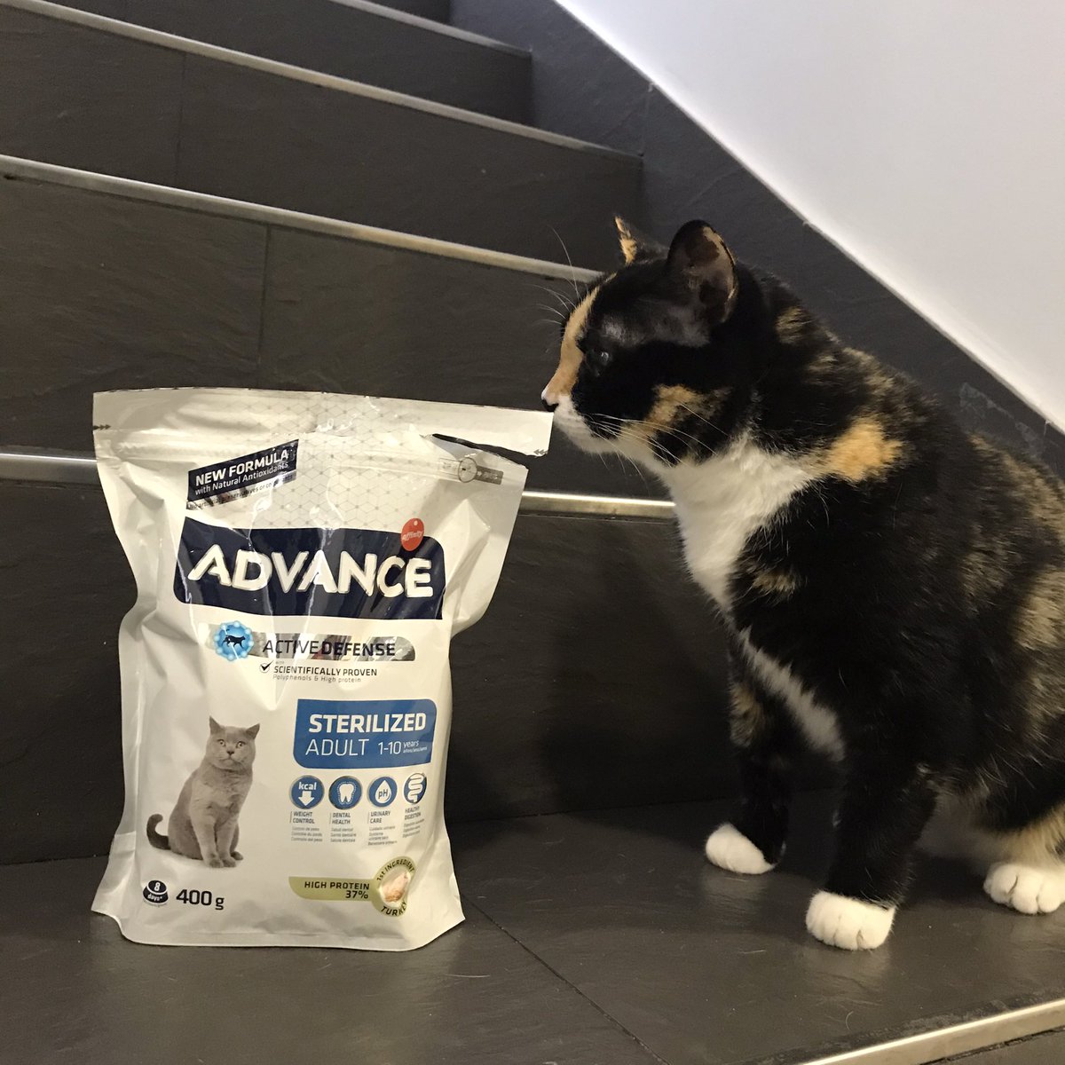 teresii5's tweet photo. Penny está in love con #AdvanceSterilized de @advance_es
Creo que no va a querer comer otra cosa 🙂 https://t.co/Rw9wtkbJQQ