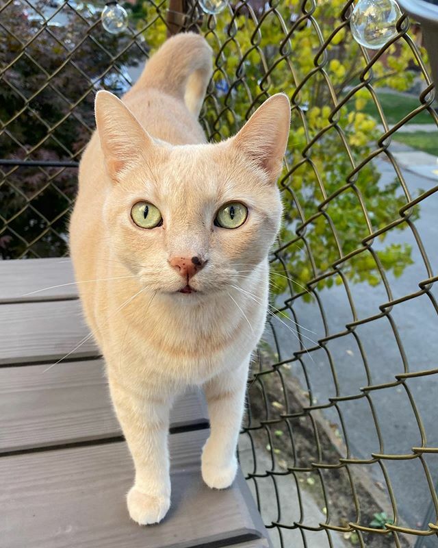 pete_here's tweet photo. Did you see that birb?? 🐱🐦
.
.
.
#junebug #goodmorning #birdwatching #outside #meow #purr #catsofinstagram #kitty #cat #catstagram #cute #pittsburgh #pittspurrgh https://t.co/ewRhZ4SzgZ