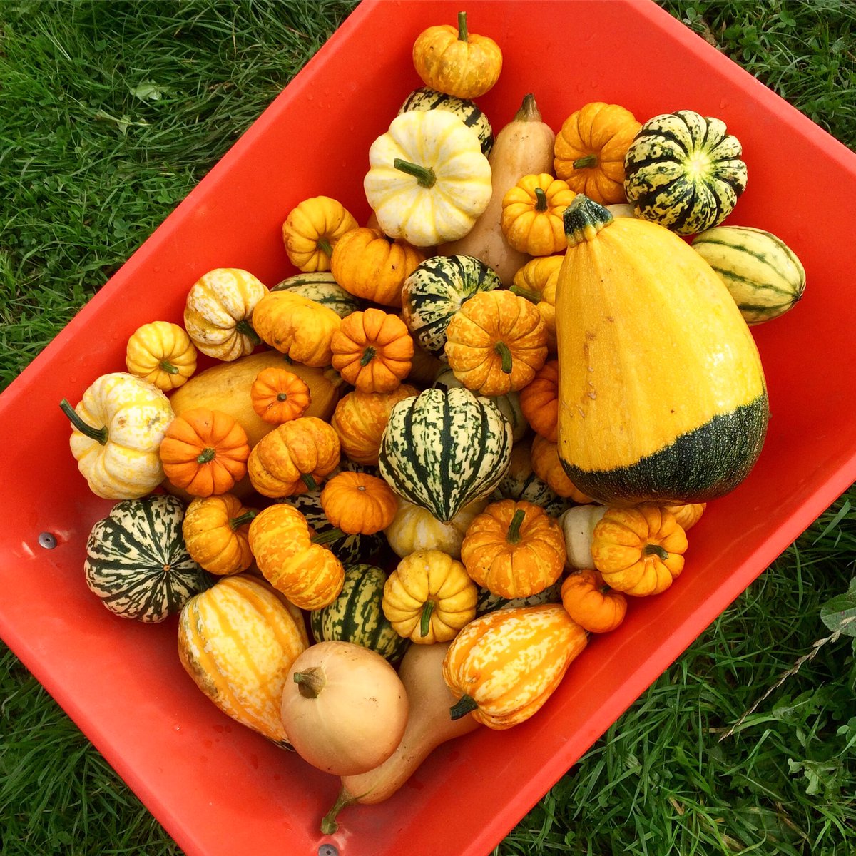 Springfield Farm tweet media