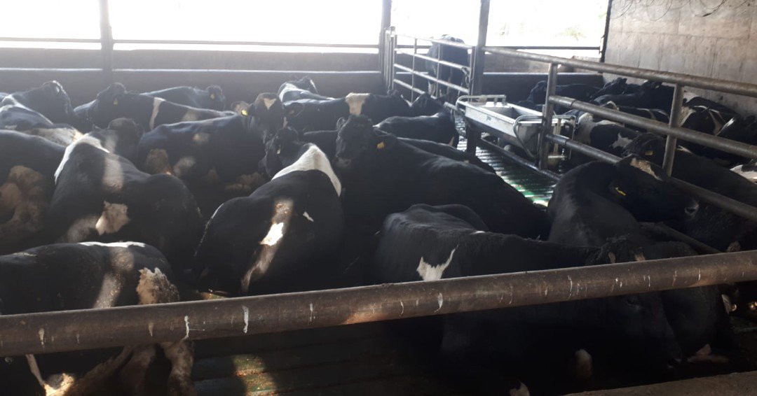 specialistnutri's tweet photo. Happy cattle, happy farmer. Eornagold based diet!
#UnlockYourFarmPotential #happycows https://t.co/ciznkveTpt