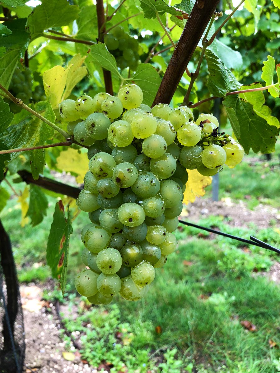 Street Vin tweet media