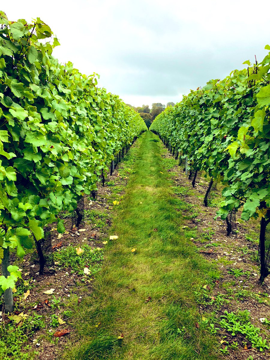 Street Vin tweet media