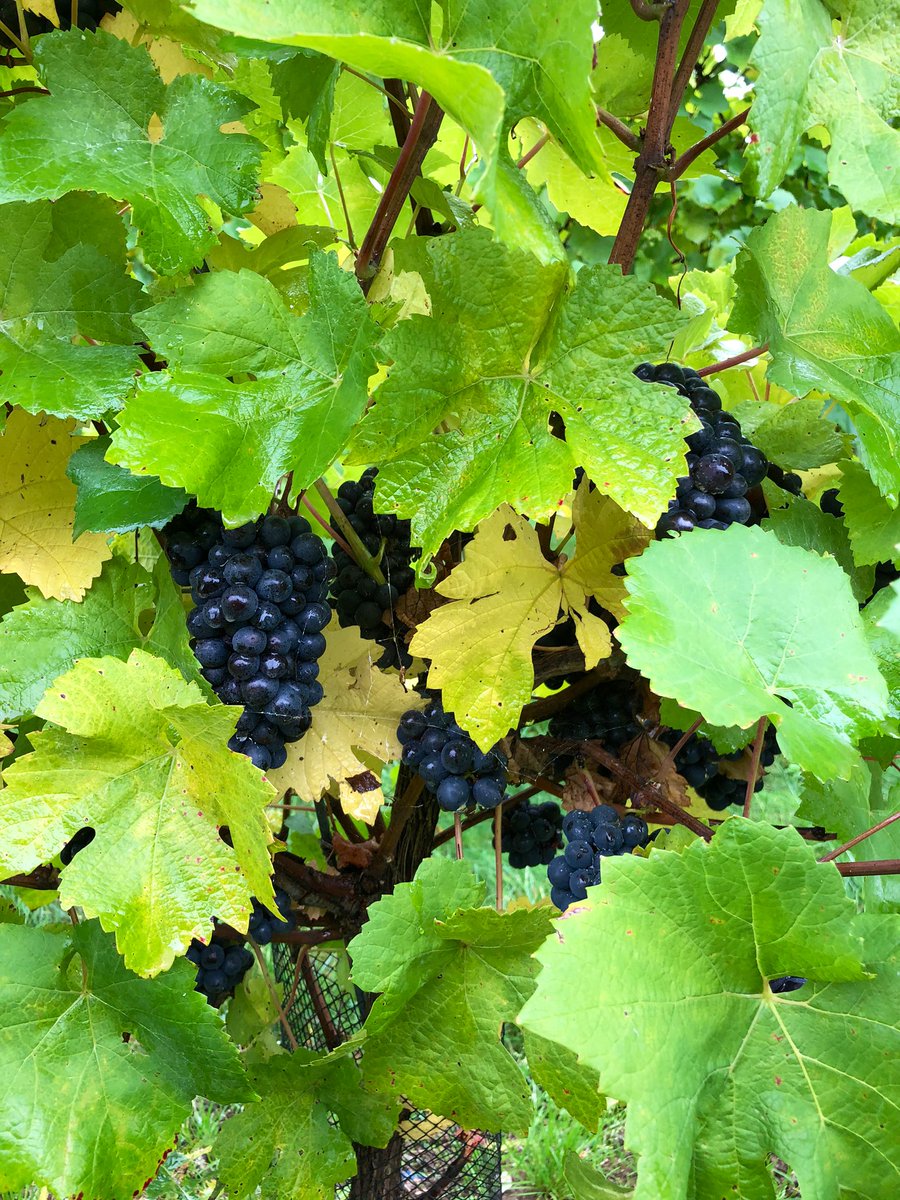 Street Vin tweet media