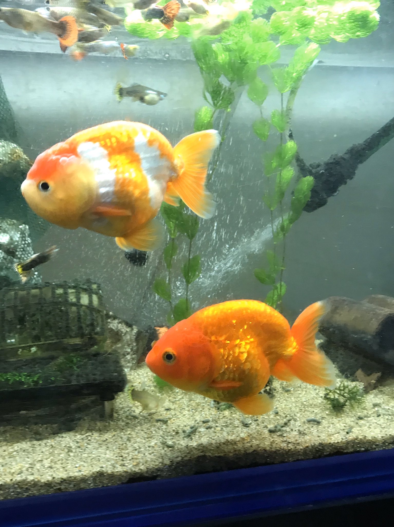 טוויטר すずむし בטוויטר 小さく可愛いらんちゅうを買い みかんちゃんと杏仁豆腐ちゃんと名付けて1年 らんちゅうはデリケートなので大事に育てるのだけど 2匹は違った アグレッシブ過ぎるほどに動き回り 何でもモリモリ食べどんどん育ち ついにはまとめて