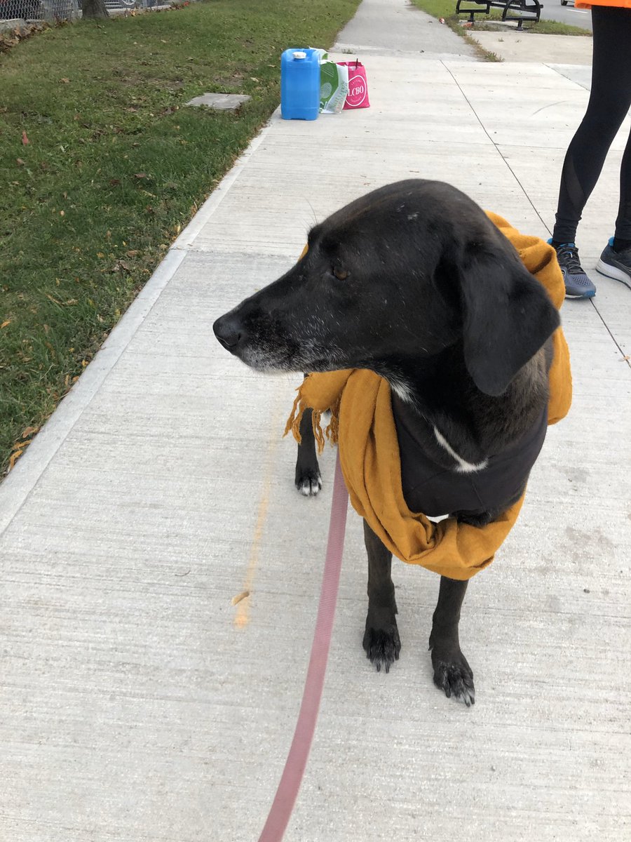 TorontoPigSave's tweet image. Bearing witness to some of the 10,000 pigs killed at Fearmans slaughterhouse every day.

None of them die willingly. They all want to live.

Please don’t pay people to kill them. 

Live vegan and get active.

💔🐷💔

#vegan