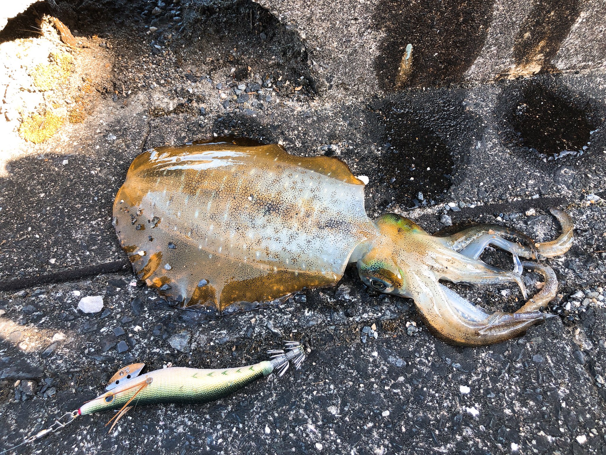 みっきー Rod Daiwa エメラルダスmx 86m S E Reel Daiwa エメラルダスlt Line Toray 8x 0 8号 15lb Leader Yamatoyo 2号 8lb Egi Yamashita Egioh Duel Patapata Takamiya Egibanban エギング Daiwa Emeraldas エギ王 T Co Omcodfoxtc