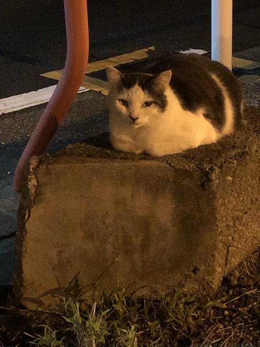 Twitterのコスプレ画像6