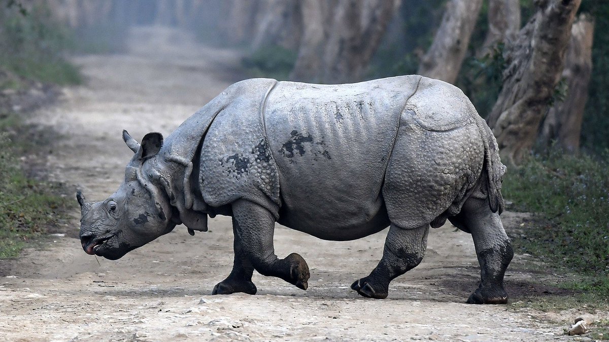 Носорог бегемот картинки