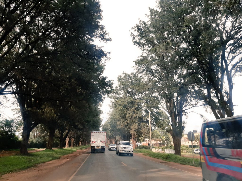Dear Kitale, 

Never cut these kissing canopy that welcomes strangers to your town. Don't commit the same sins as Nairobi

This is such a beautiful transition into your vibrant city! I love it

#City4People 
#Green