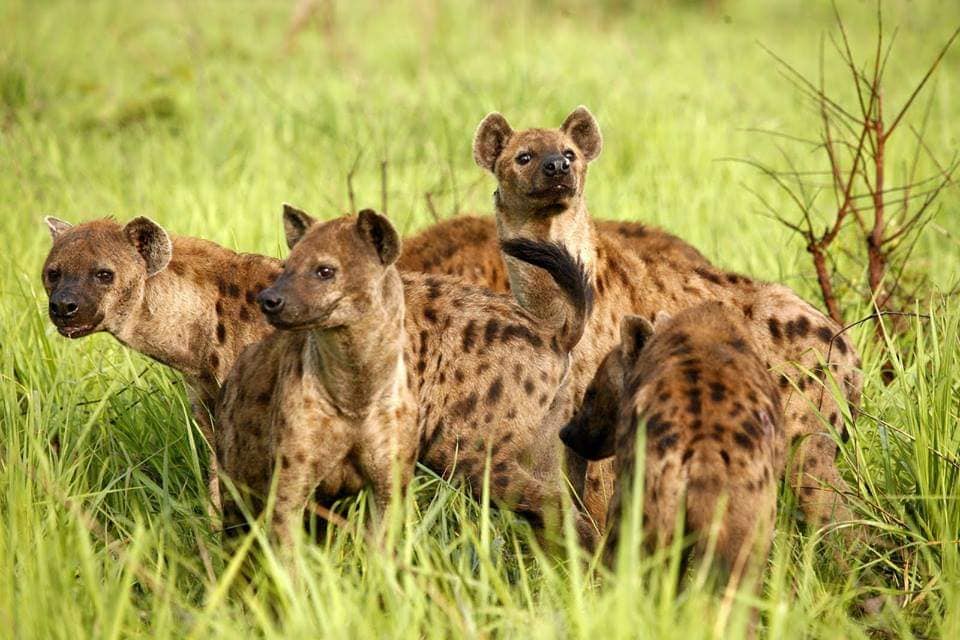 DrcViva's tweet photo. #RDC : le Parc national de #Garamba🇨🇩, l'un de plus vieux parc d'Afrique(1938).#Garamba 🇨🇩est classé parmi les meilleurs destinations touristiques du monde.
.
.
.@DrcViva #visiterdcongo @DarioCongo @TourismeRDCongo
@BunkuluYves #haut_uélé #Garamba https://t.co/06vYrDidXQ