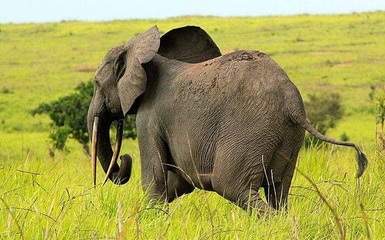 DrcViva's tweet photo. #RDC : le Parc national de #Garamba🇨🇩, l'un de plus vieux parc d'Afrique(1938).#Garamba 🇨🇩est classé parmi les meilleurs destinations touristiques du monde.
.
.
.@DrcViva #visiterdcongo @DarioCongo @TourismeRDCongo
@BunkuluYves #haut_uélé #Garamba https://t.co/06vYrDidXQ