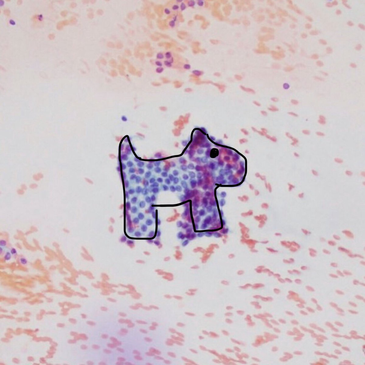 pathologistwife's tweet photo. Benign thyroid follicular cells or Monopoly dog? 
#ENTpath #CytoPath #pathart https://t.co/Gl5vyxeWOX