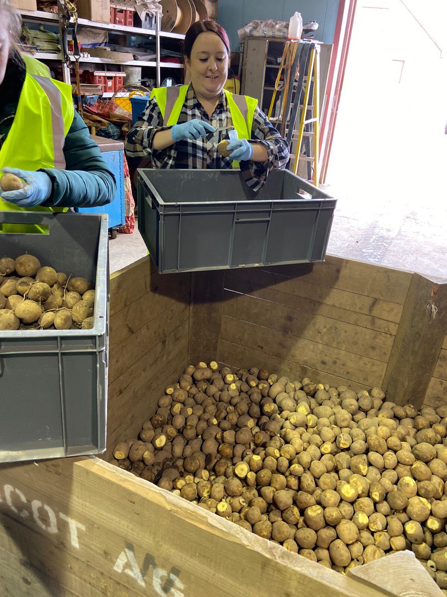 APS_Biolyse's tweet photo. Busy day in the potato shed with this this year’s #bacteriophage trial harvest. Just a few more thousand to peel &amp; core 😊 https://t.co/HMFOHISrSP