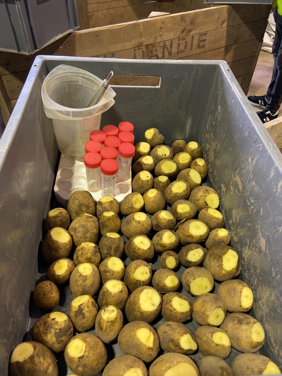 APS_Biolyse's tweet photo. Busy day in the potato shed with this this year’s #bacteriophage trial harvest. Just a few more thousand to peel &amp; core 😊 https://t.co/HMFOHISrSP