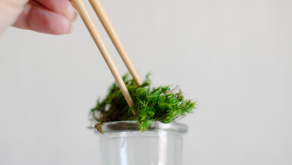 PrismaticGarden's tweet photo. Moss is magical.
#terrarium #terrariums #terrariumthursday #moss #mosslove #mosslover #mossterrarium #forestmoss #terrariumthursdays #house_plant_community #indoorplants #urbanjungle #houseplantlove #prismaticgardens https://t.co/kUIu5hJXIR