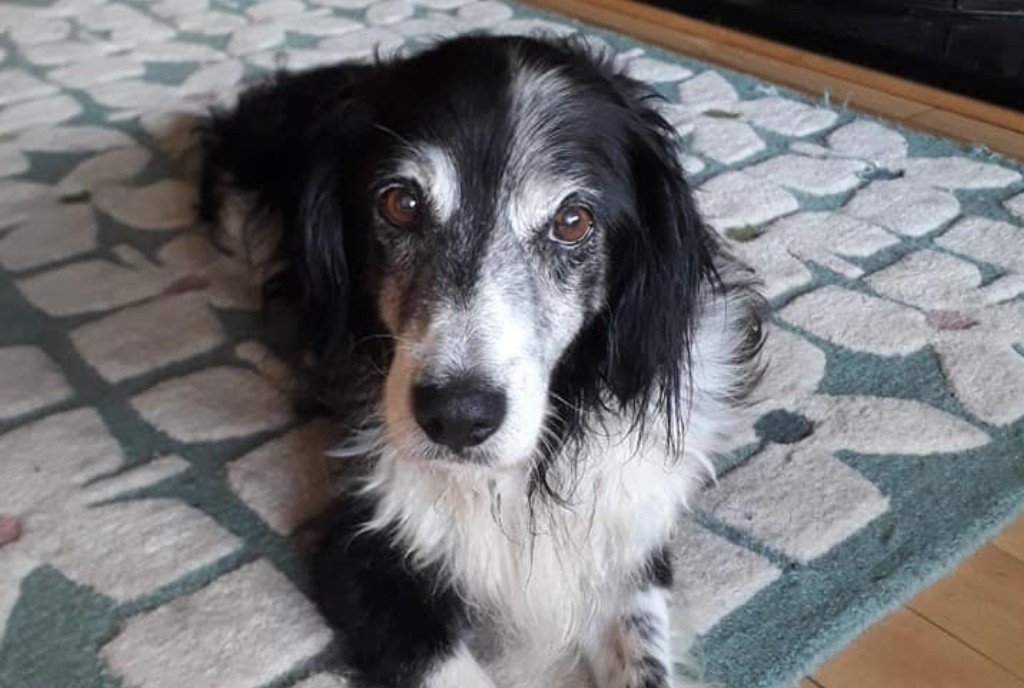 Yay Cork is proud to be digital media partner of Cork Dog Action Welfare (DAWG <a href="/DAWGadopt/">DAWG Adoptions</a>)

Meet Sonny, an old dog looking for a new sofa to watch TV on... bit.ly/326wq0w

#BestBoyAlert