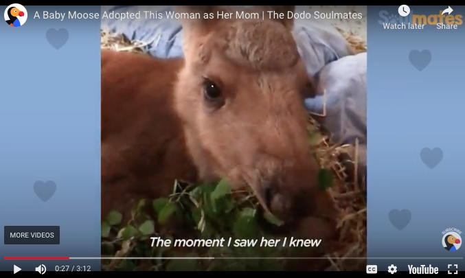 Michael_P_Davis's tweet photo. CUTENESS ALERT! You've got to see this baby moose!
https://t.co/vaaUbB1Nd6 https://t.co/zcjxbJuxKB