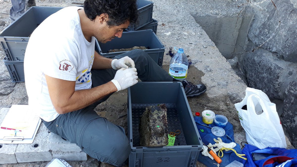 liferemopaf's tweet photo. Comenzamos el segundo traslado de #Patella #ferruginea dentro del proyecto @liferemopaf desde #Melilla hasta #lalinea. @LIFEprogramme @ACCIONA @unisevilla @puertodemelilla @PuertoAlgeciras https://t.co/rbNDER2s86