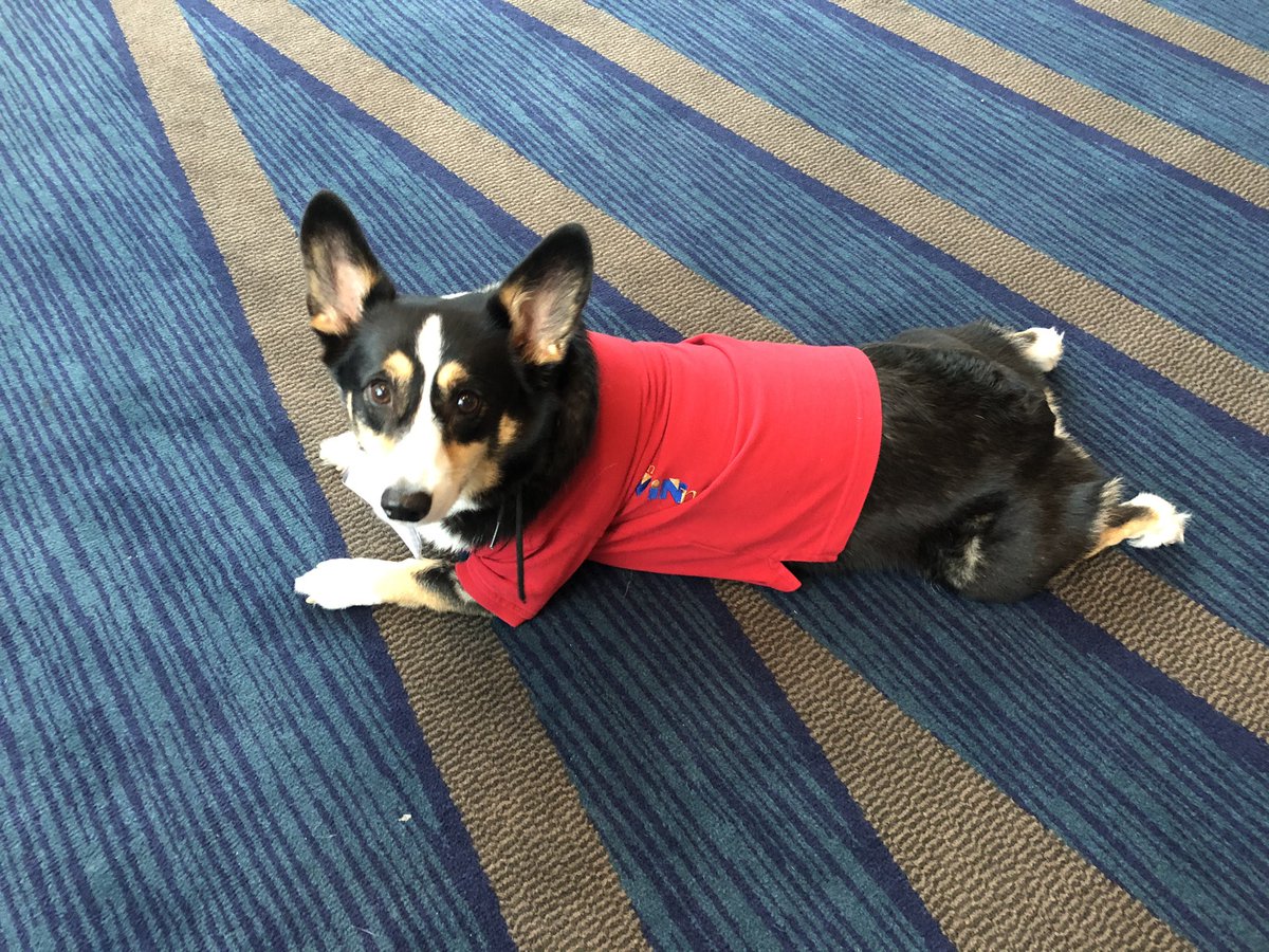 Veterinary Cancer Society tweet media