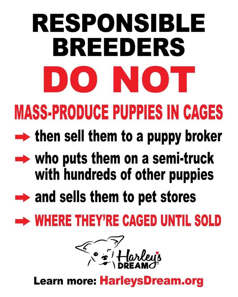 RETWEET and pass this message on!
harleysdream.org
#AdoptDontShop #ENDpuppymills