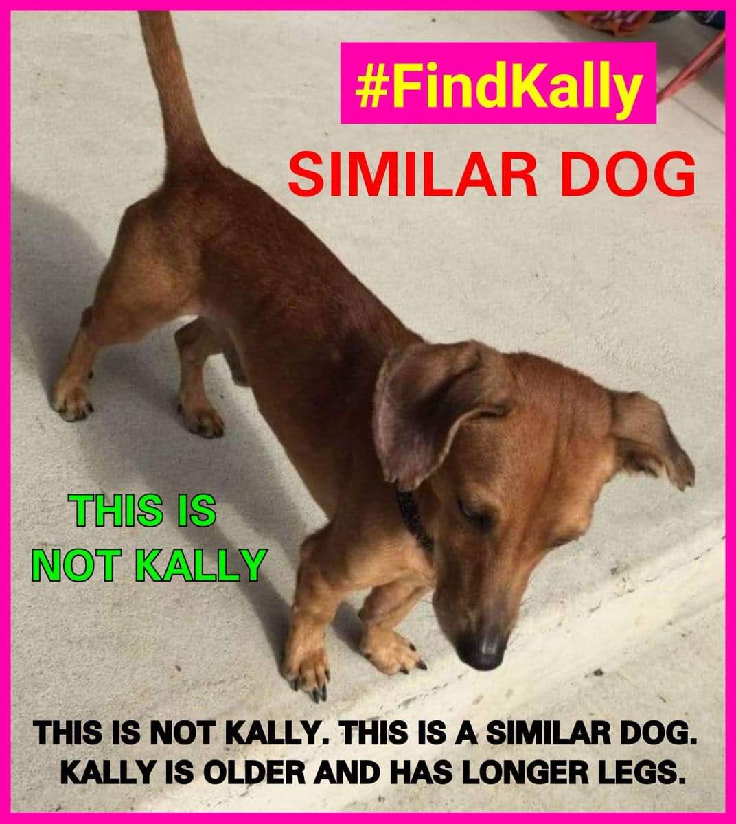 MissingPetsGB's tweet photo. π Please keep sharing to help #FindKally she is still missing. Still no news π This is a similar picture closely resembling KALLY, a Jack Russell cross dachshund. So you have more of an idea what she looks like. Please help us find her and #bringherhome
https://t.co/1Sj1ehCamo https://t.co/EwfhKk9NQf