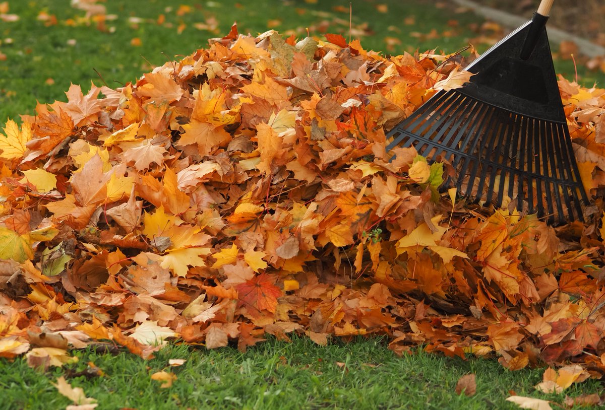 Fall leaf collection has begun! Please rake leaves to the back edge of your curb to be picked up.