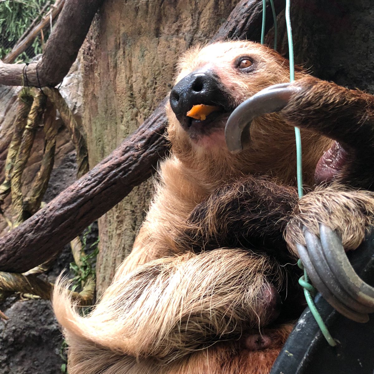 Tulsa Zoo On Twitter What Do You Call A Sloth On A Couch A