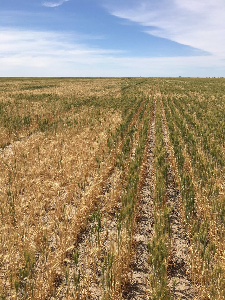 The importance of getting your ripper depth correct, right side ripped to 350mm