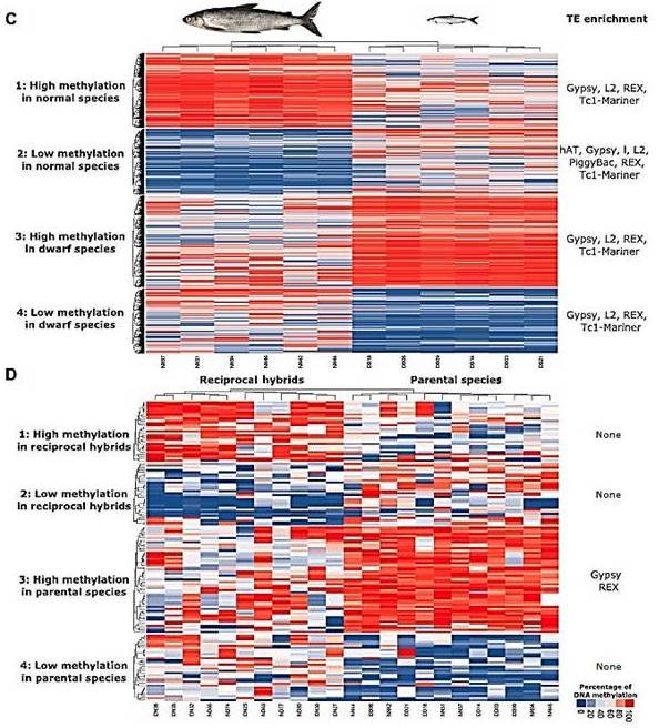 Louis Bernatchez (@loubernatchez) on Twitter photo We're kinda particularly happy with this one.
DNA methylation reprogramming, TE derepression,
and postzygotic isolation of nascent animal species
Great lead @_laporte_ <a href="/j_leluyer/">jeremy leluyer</a> <a href="/clem_rougeux/">Clément Rougeux</a> @AnneMarie_DC @Popgen_Papers
<a href="/sse_evolution/">SSE</a> <a href="/eseb_org/">ESEB</a>
advances.sciencemag.org/content/5/10/e… We're kinda particularly happy with this one.
DNA methylation reprogramming, TE derepression,
and postzygotic isolation of nascent animal species
Great lead @_laporte_ <a href="/j_leluyer/">jeremy leluyer</a> <a href="/clem_rougeux/">Clément Rougeux</a> @AnneMarie_DC @Popgen_Papers
<a href="/sse_evolution/">SSE</a> <a href="/eseb_org/">ESEB</a>
advances.sciencemag.org/content/5/10/e…