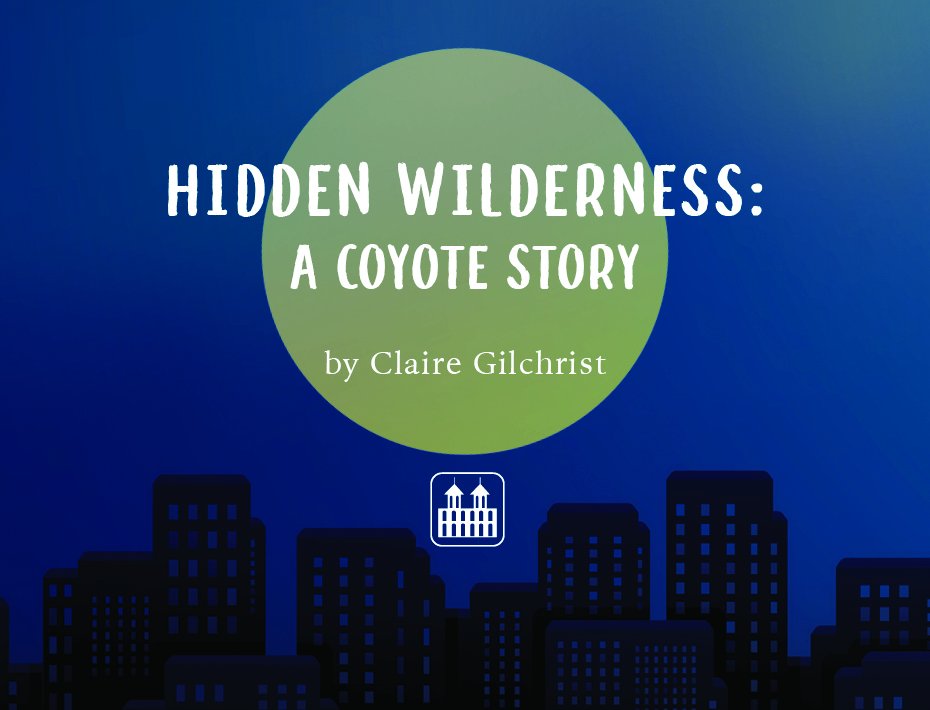 dundurnpress's tweet photo. Today on the blog @gilchristwrites is dishing on the inspiration behind her debut novel, Street Shadows and how she came to be obsessed with coyotes! You can read it here: https://t.co/tPpDeJ6jwK https://t.co/MuKmXoWorl