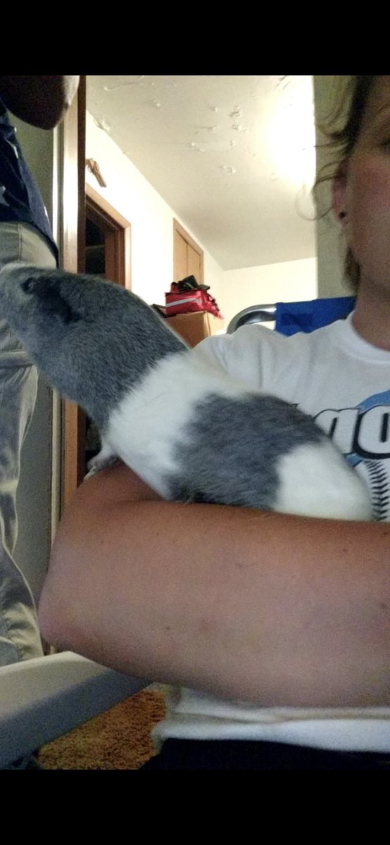 sara_medendorp's tweet photo. during the night my cute lil piggy girl passed away :( she was my rock and her squeaks ALWAYS made me smile... i hope you’re having fun eating all the lettuce and hay in a better place❤️ #RIPpig i’ll miss you babygirl 💛 https://t.co/CkfFROcLTH