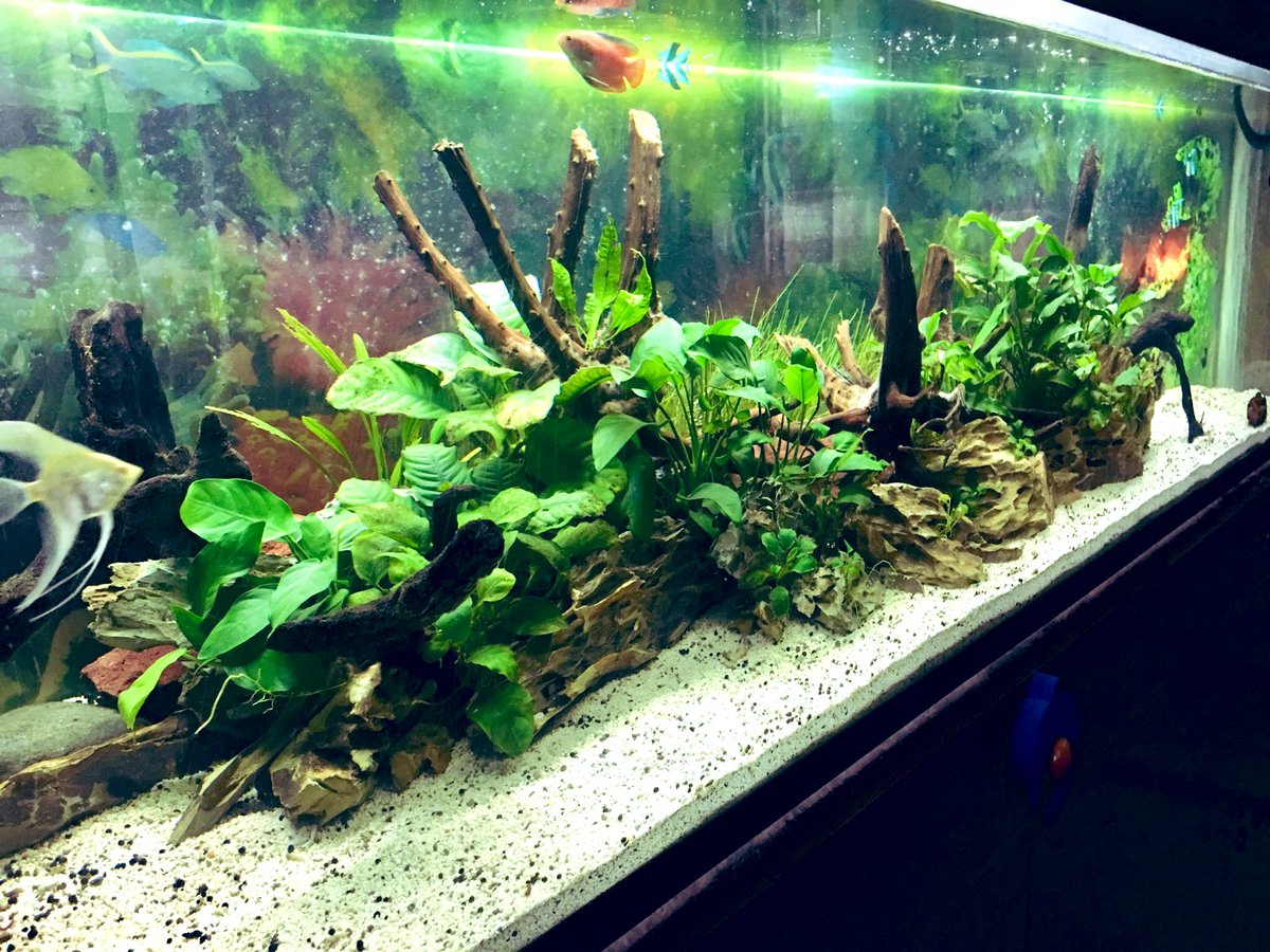 emilocampo3's tweet photo. My other passion #passion #plants #aquariums https://t.co/EGIWtxLoxW