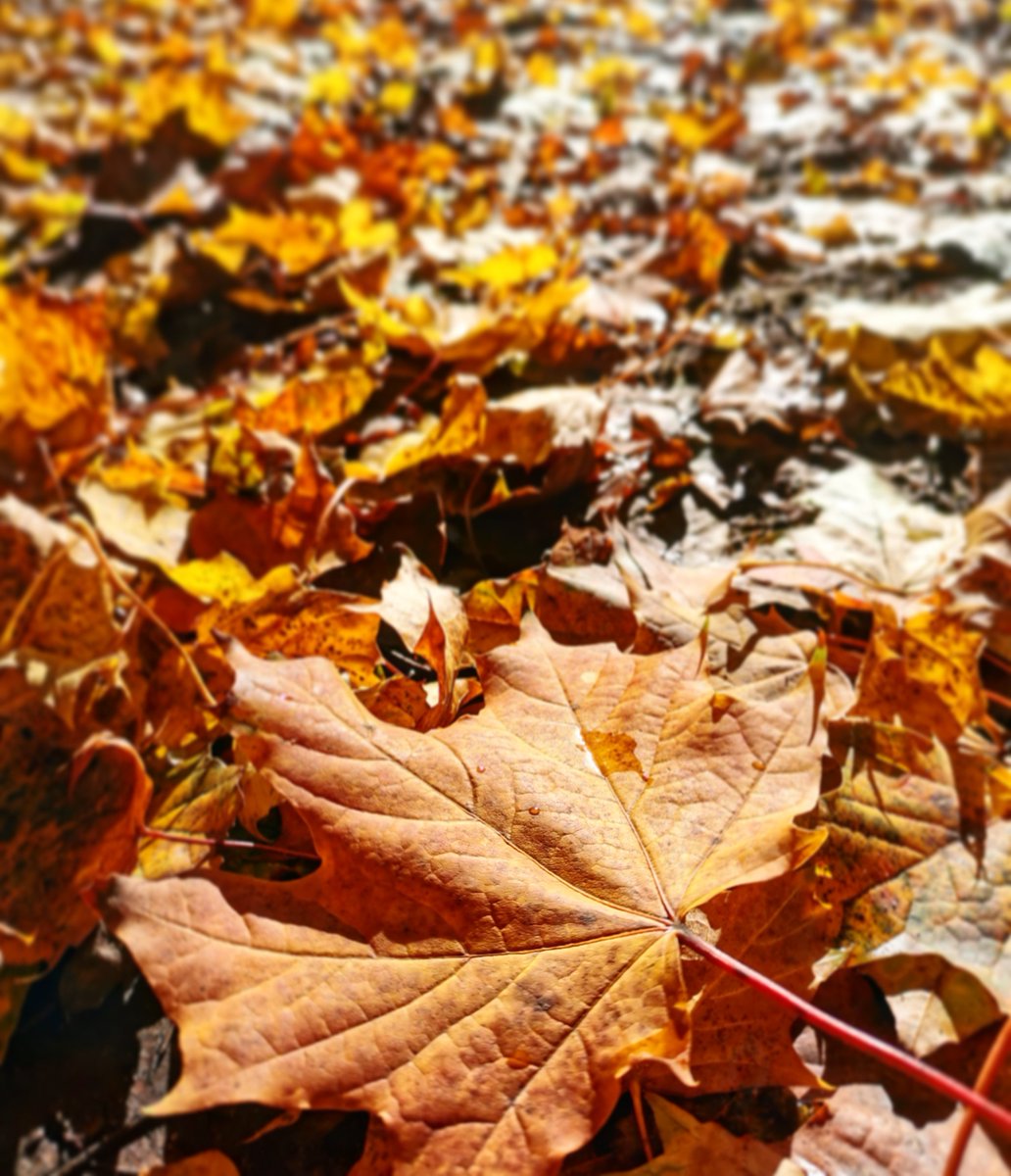 The ground has turned golden here at the museum!  The season has brought some wonderful colours with it. Visit us this Saturday for autumn themed activities as part of our last Super Saturday of the season. #supersaturday #autumn #activities #halloween #rurallifecentre #museum