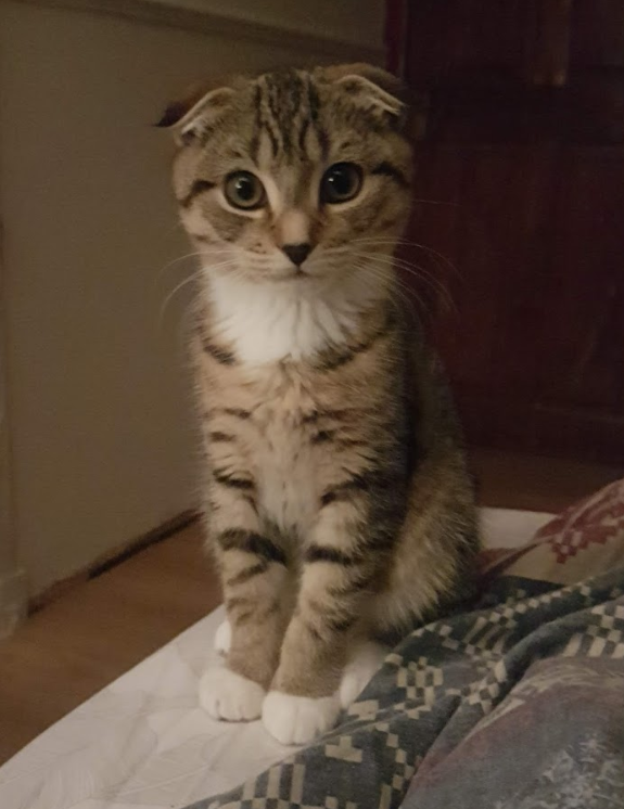 ElisaHACP's tweet photo. @rickygervais Need an adorable derpie little sister for him? https://t.co/jseQmeqDhF