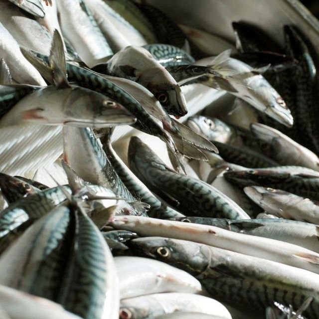 Minister Creed confirms Significant Increase in Irish Mackerel Quota for 2020 -
41% increase in most important fishery

bit.ly/31ovvHM