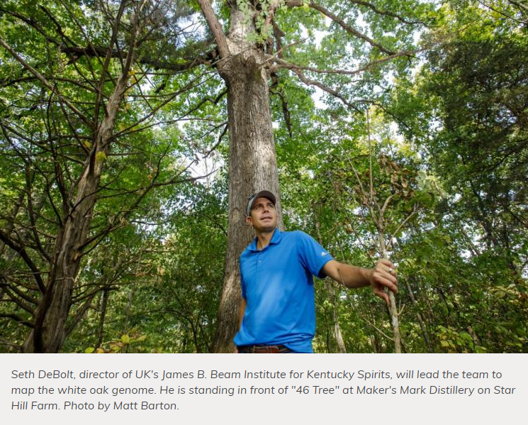 The University of Kentucky partners with bourbon industry leaders to map white oak genome.

“Bourbon isn’t bourbon without the mighty white oak.”

uknow.uky.edu/research/uk-pa…